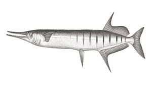 Ablennes hians (扁鶴鱵)縮圖