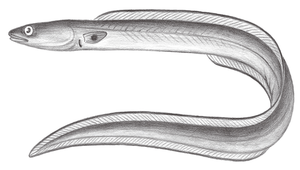 Conger cinereus (灰糯鰻)縮圖