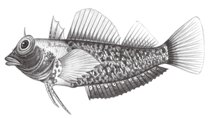 Enneapterygius flavoccipitis (黃頸雙線鳚)縮圖