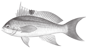 Pseudanthias luzonensis (呂宋擬花鱸)-資源代表圖