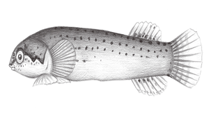 Aspasma minima (日本小姥魚)縮圖