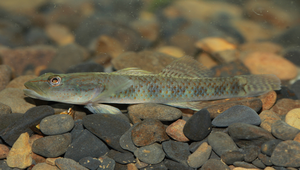 Rhinogobius maculafasciatus (斑帶吻鰕虎)縮圖