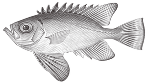 Cookeolus japonicus (日本紅目大眼鯛)縮圖