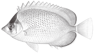 Chaetodon guentheri (貢氏蝴蝶魚)縮圖