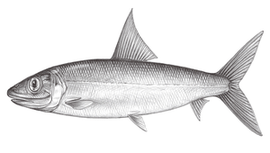 Albula glossodonta (圓頜狐鰮)縮圖