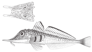 Peristedion nierstraszi (黑帶黃魴鮄)