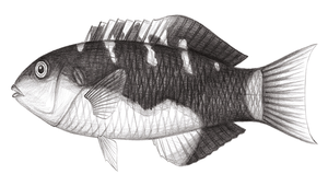 Thalassoma jansenii (詹氏錦魚)縮圖