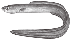 Conger japonicus (日本糯鰻)