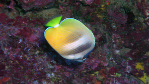 Chaetodon kleinii (克氏蝴蝶魚)縮圖