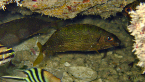 Siganus spinus (刺臭肚魚)