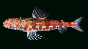 Synodus binotatus (雙斑狗母魚)-資源代表圖