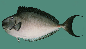 Naso fageni (馬面鼻魚)-資源代表圖