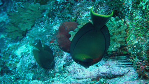 Acanthurus pyroferus (火紅刺尾鯛)縮圖