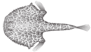 Halicmetus reticulatus (網紋牙棘茄魚)