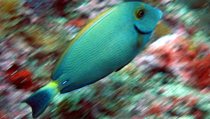 Acanthurus dussumieri (杜氏刺尾鯛)