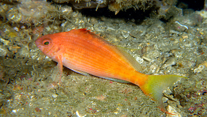 Cyprinocirrhites polyactis (多棘鯉)