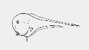 Squalogadus modificatus (卵首鱈)-資源代表圖