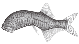 Cyclothone atraria (黑圓罩魚)縮圖
