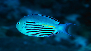 Genicanthus watanabei (渡邊頰刺魚)縮圖