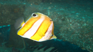 Chaetodon modestus (樸蝴蝶魚)縮圖