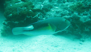 Choerodon anchorago (鞍斑豬齒魚)-資源代表圖