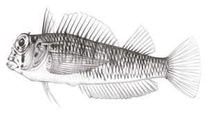 Ceratobregma helenae (海倫額角三鰭鳚)