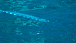 Strongylura leiura (無斑圓尾鶴鱵)縮圖