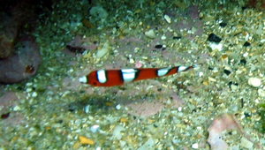 Coris gaimard (蓋馬氏盔魚)縮圖