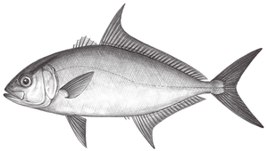 Seriola rivoliana (長鰭鰤)