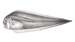 Encheliophis homei (荷姆氏細隱魚)-資源代表圖