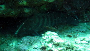 Cephalopholis boenak (橫紋九刺鮨)