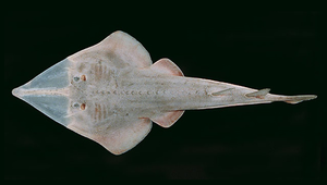 Glaucostegus granulatus (顆粒藍吻琵琶鱝)