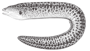 Gymnothorax javanicus (爪哇裸胸鯙)縮圖