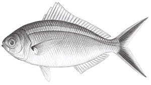 Caesio caerulaurea (烏尾鮗)縮圖