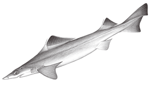 Centrophorus lusitanicus (低鰭刺鯊)縮圖