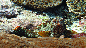 Epinephelus hexagonatus (六角石斑魚)縮圖