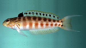 Parapercis schauinslandii (玫瑰擬鱸)-資源代表圖