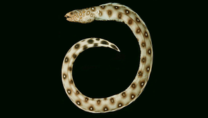 Ophichthus polyophthalmus (多斑蛇鰻)縮圖