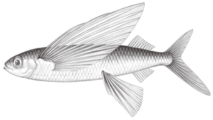 Cheilopogon agoo (阿戈鬚唇飛魚)縮圖