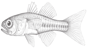 Gymnapogon philippinus (菲律賓裸天竺鯛)縮圖