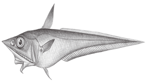 Coelorinchus productus (東海腔吻鱈)縮圖