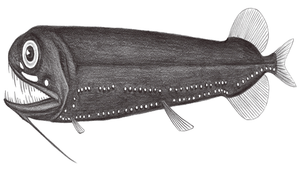 Pachystomias microdon (小牙厚巨口魚)縮圖