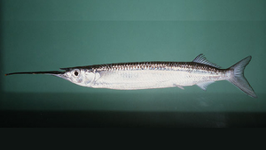 Rhynchorhamphus georgii (喬氏吻鱵)縮圖