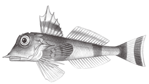 Lepidotrigla guentheri (貢氏鱗角魚)縮圖