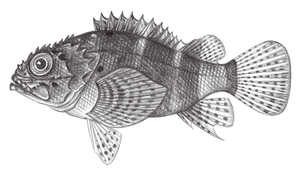 Scorpaenodes parvipinnis (短翅小鮋)-資源代表圖