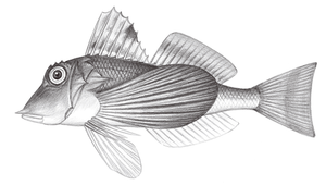 Lepidotrigla japonica (日本鱗角魚)縮圖