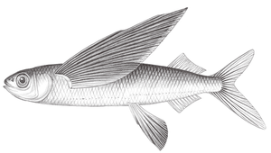 Hirundichthys oxycephalus (尖頭細身飛魚)