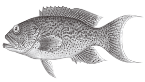 Variola albimarginata (白緣星鱠)-資源代表圖