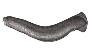 Eptatretus sheni (沈氏黏盲鰻)縮圖