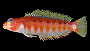 Parapercis shaoi (邵氏擬鱸)縮圖